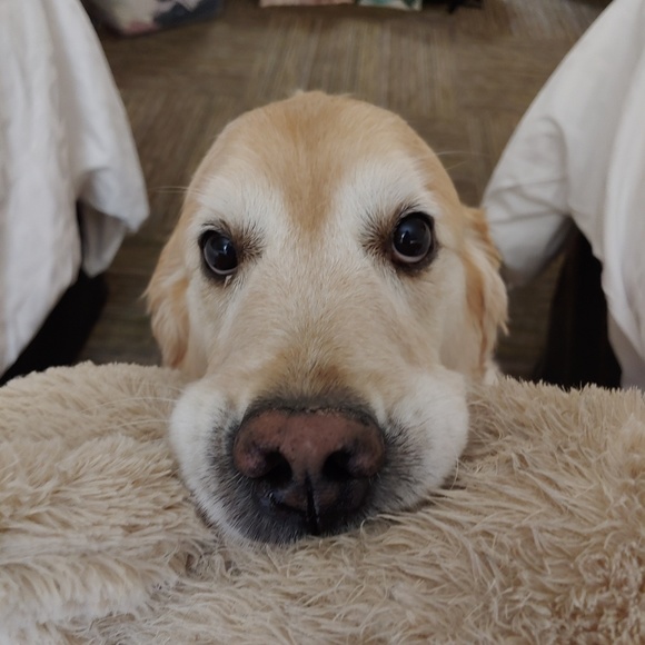 Meet your Posher, Jennifer - Picture 3 of 5